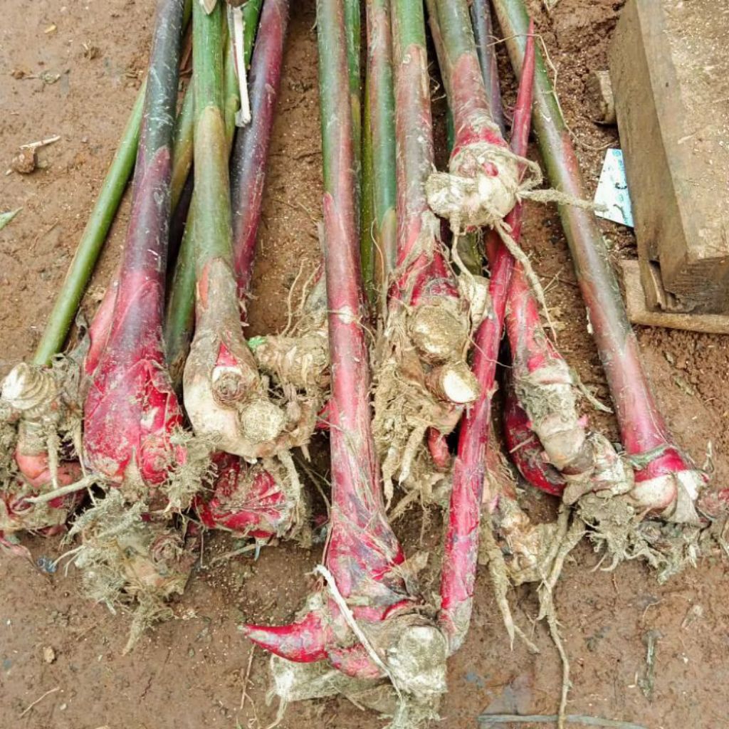 BIBIT kecombrang tanaman kecombrang honje