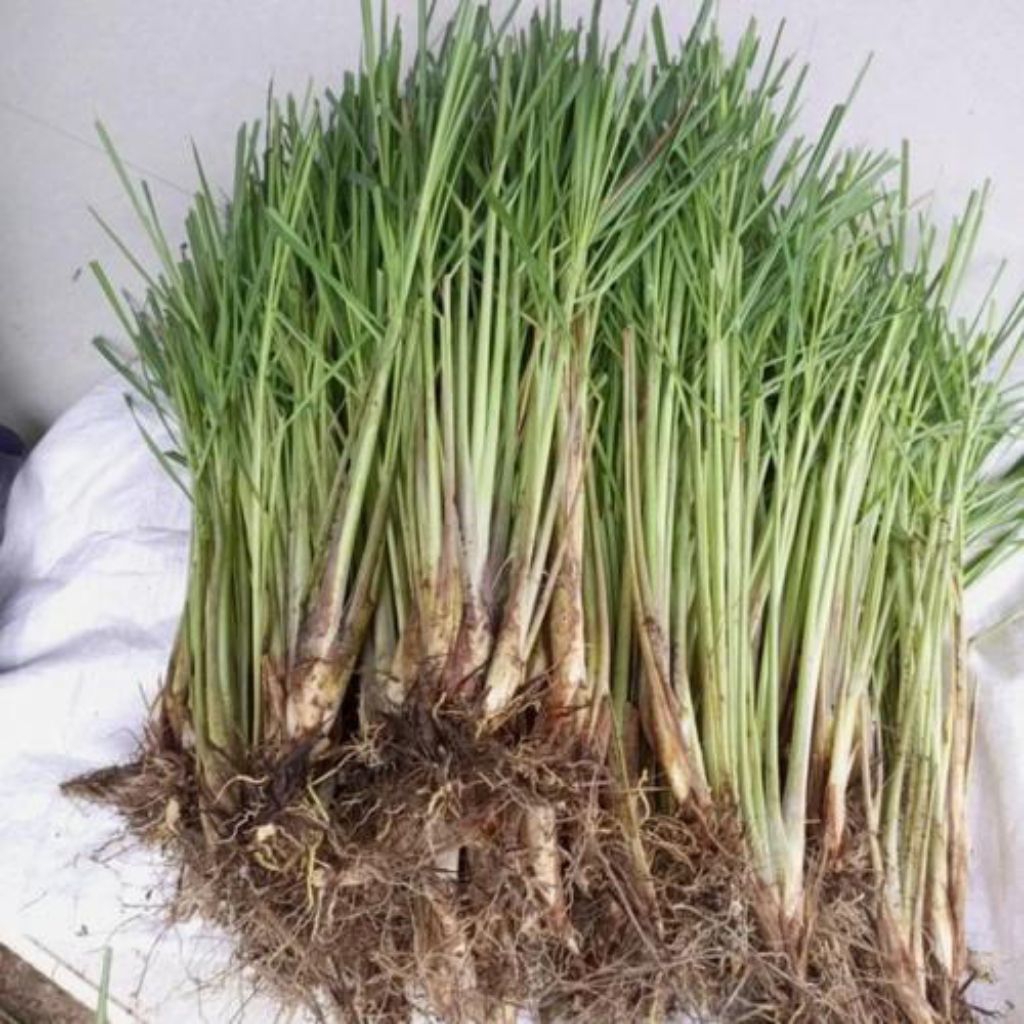 

bibit serah wangi bumbu dapur tanaman hidup