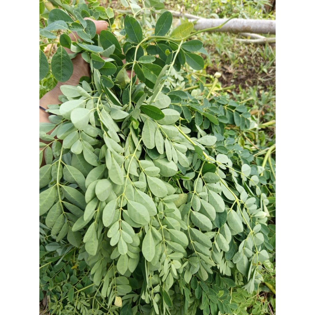 

Daun kelor segar per 500gram