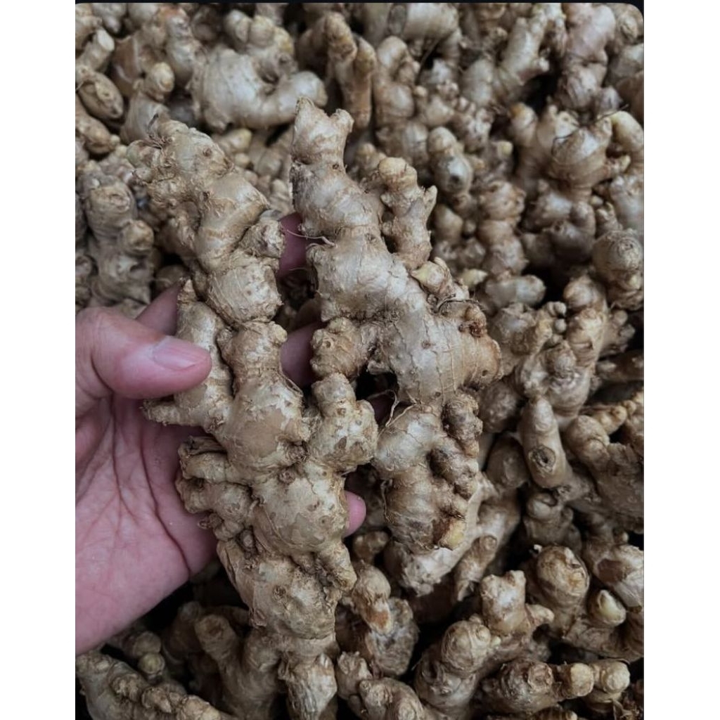 

jahe emprit baru panen 1kg