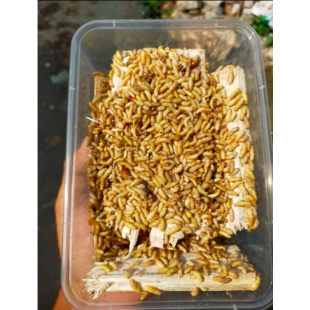 PUA/POA/WARANGAS/RENGAS/RANGAS/NONO/RAYAP TRADISIONAL UMPAN MANCING SATU KAP BESAR