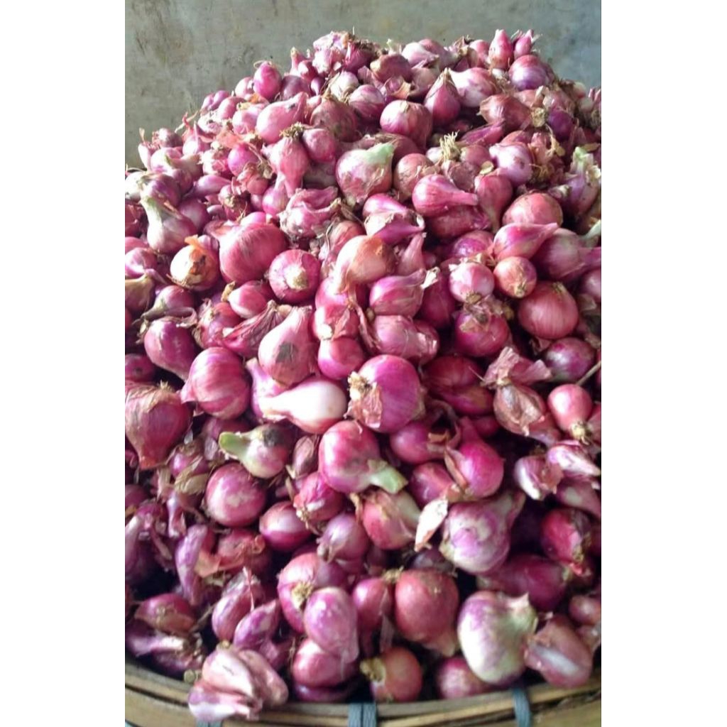

bawang merah sedang 1kg