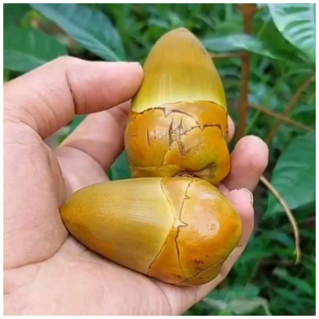 

BELULUK TEMBULUK KELAPA || OBAT HERBAL KAYA MANFAAT || KONDISI BARU