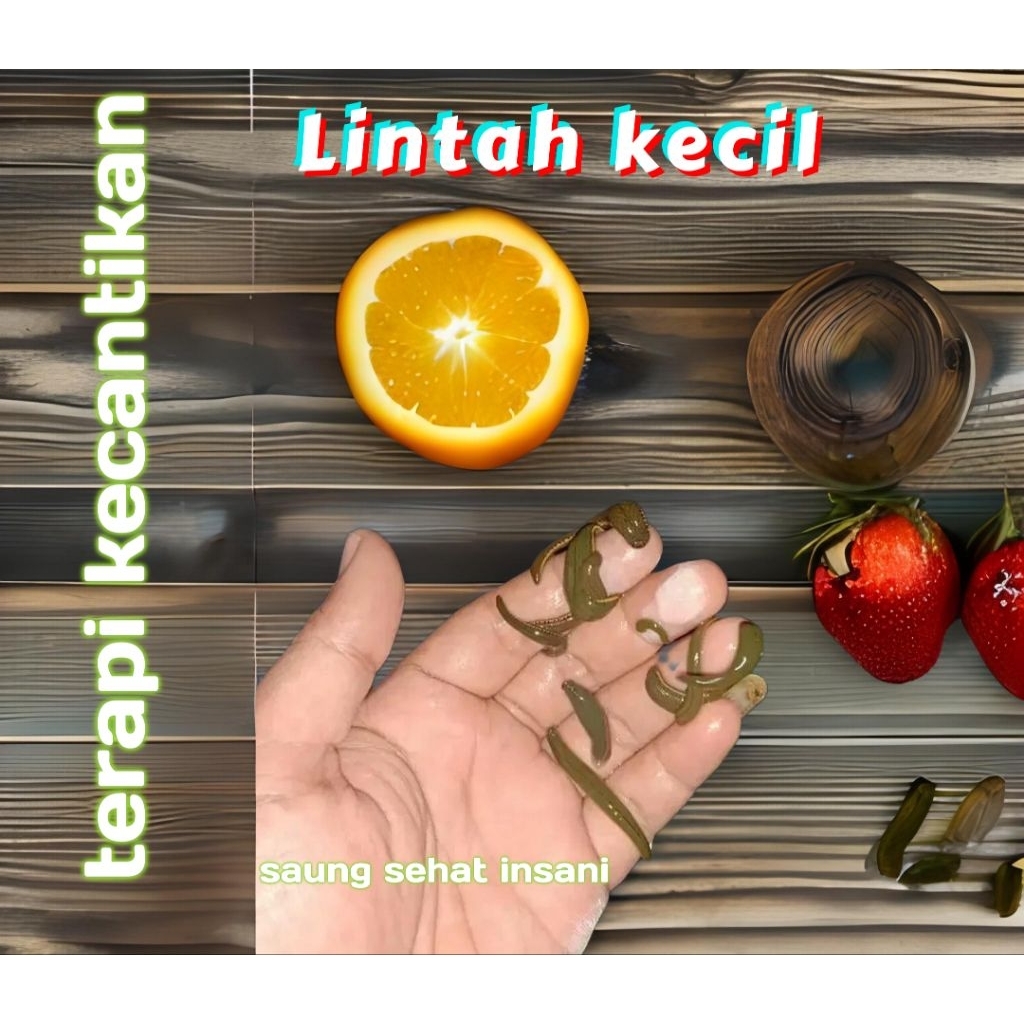 

lintah kecil steril 50pcs