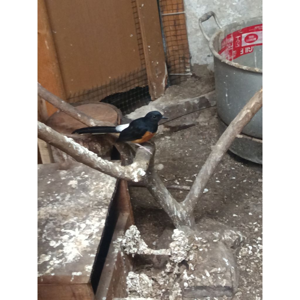 Burung murai betina siap kawin