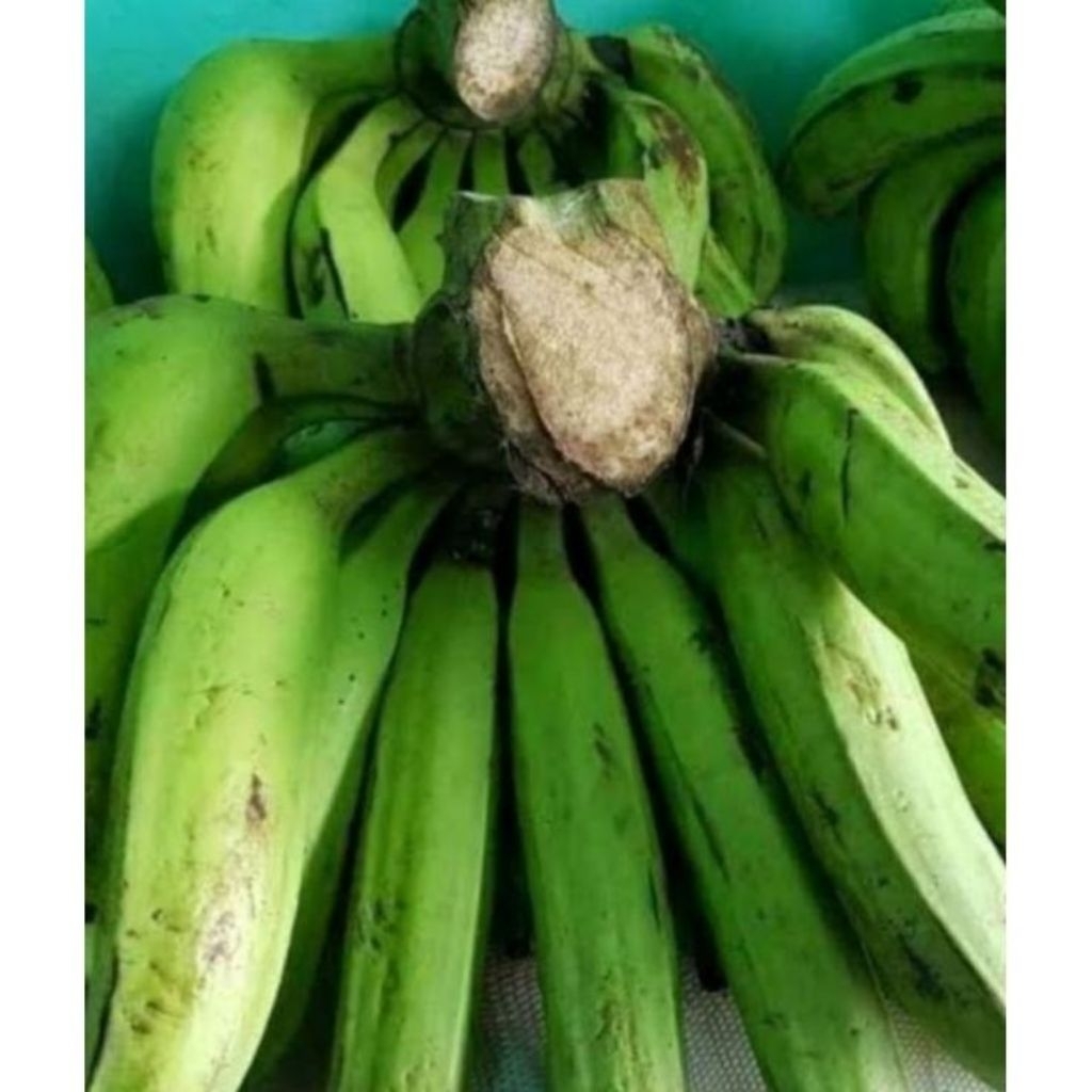

BUAH PISANG NANGKA 500 GRAM/MENTAH TUA POL/BUAH PISANG SEGAR/BUAH PISANG NANGKA MENTAH TUA POL