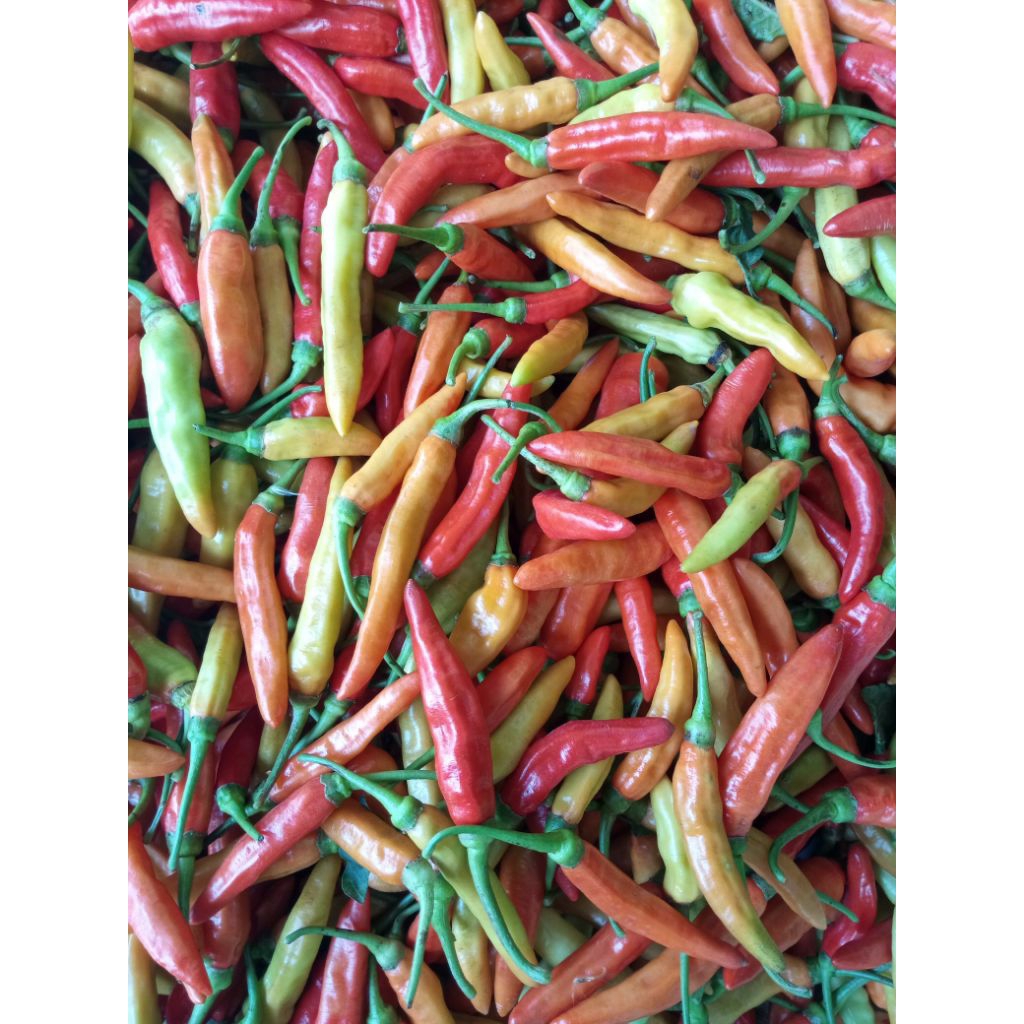 

cabai merah Asmoro super pedes