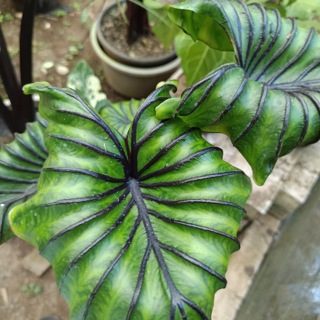 Colocasia Pharaoh Mask (Topeng Fir'aun) size anakan SBA