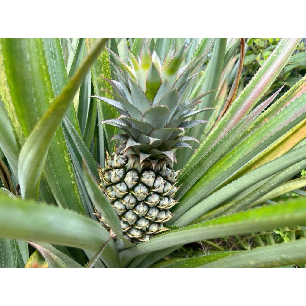 

NANAS MUDA KHAS KALIMANTAN