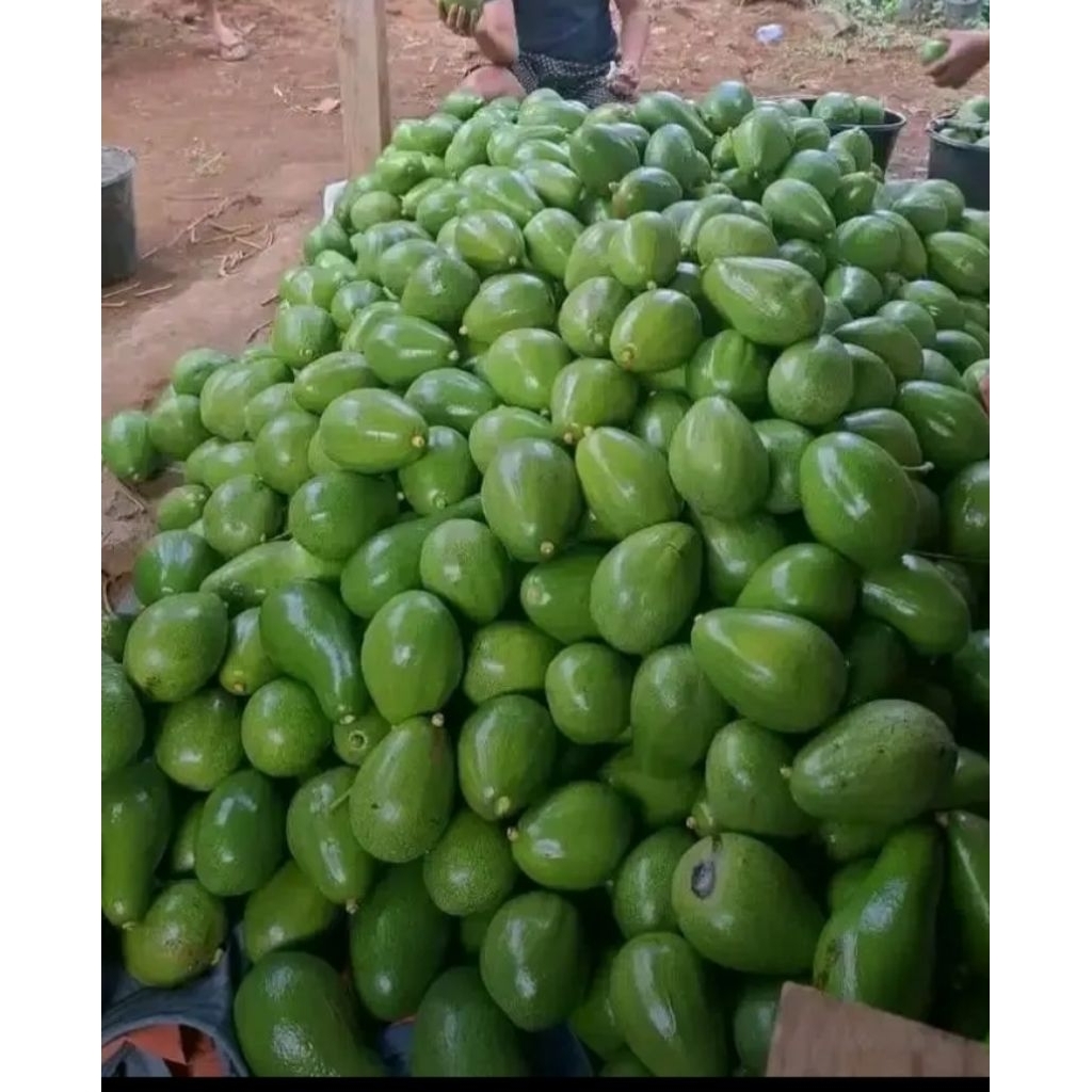 

alpukat mentega asli bandungan 2kg isi 10-12 buah