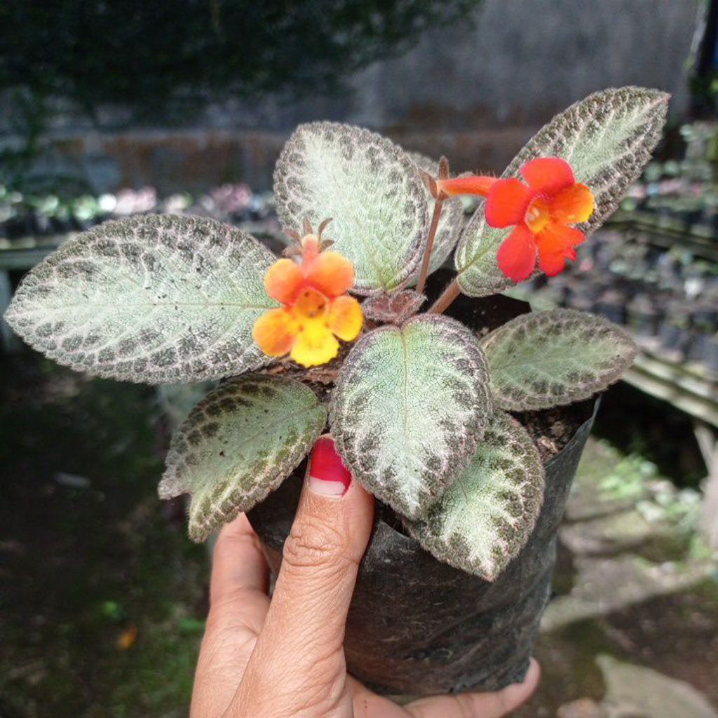 Episcia Springkel bunga orens kuning