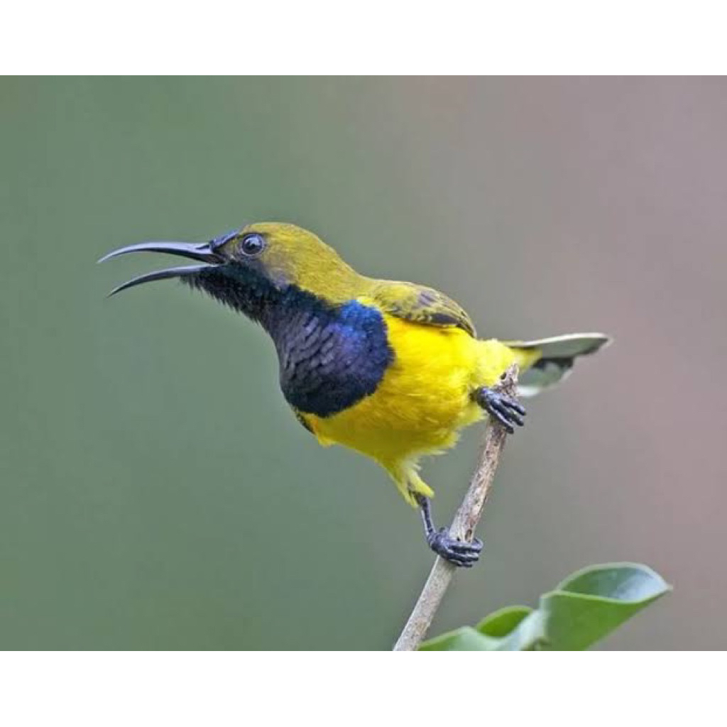 Sogon jantan pilihan