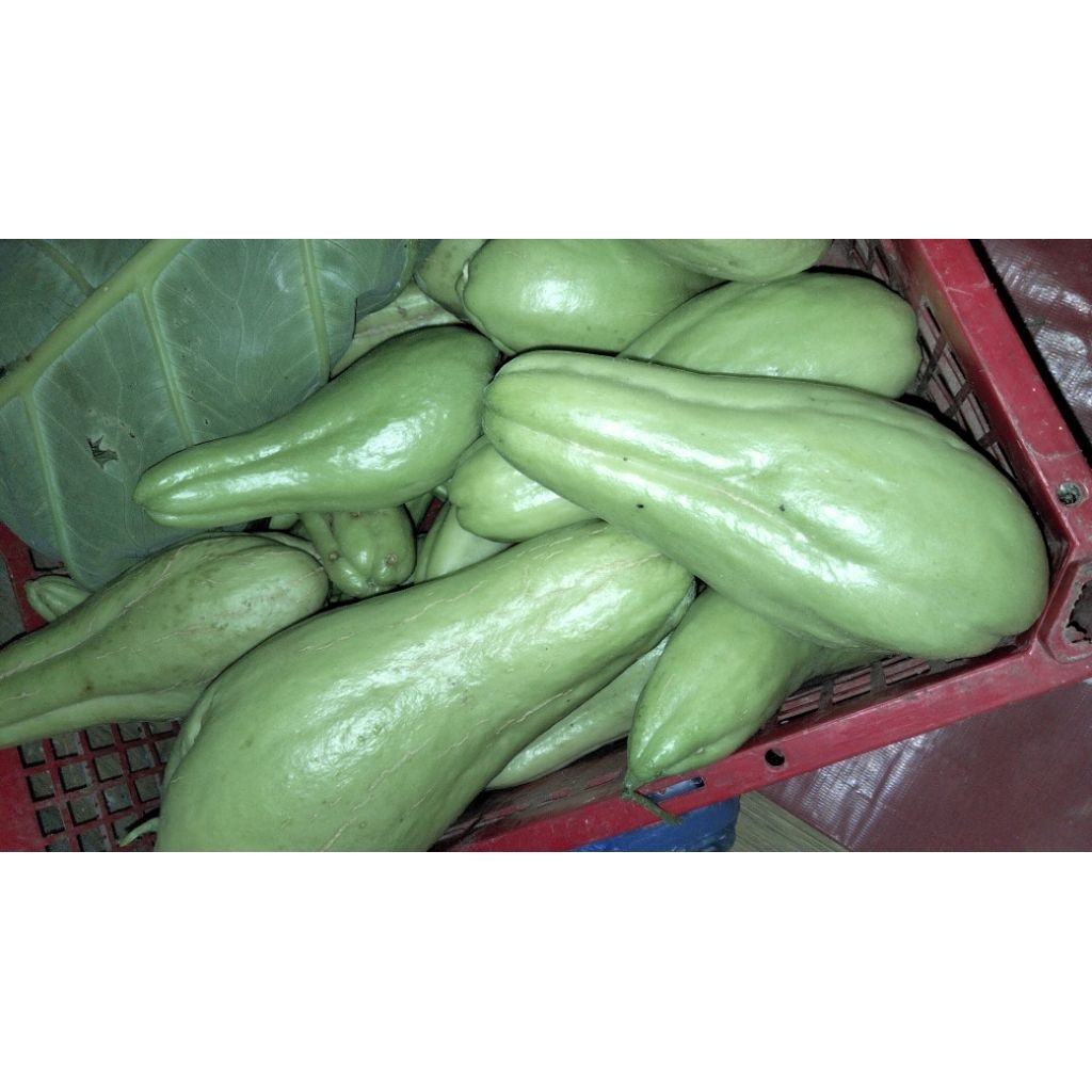 

labu siam / Rambusa BESAR & FRESH harga per pcs