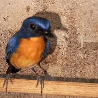 burung sulingan Jawa atau tledekan gunung ori Jawa