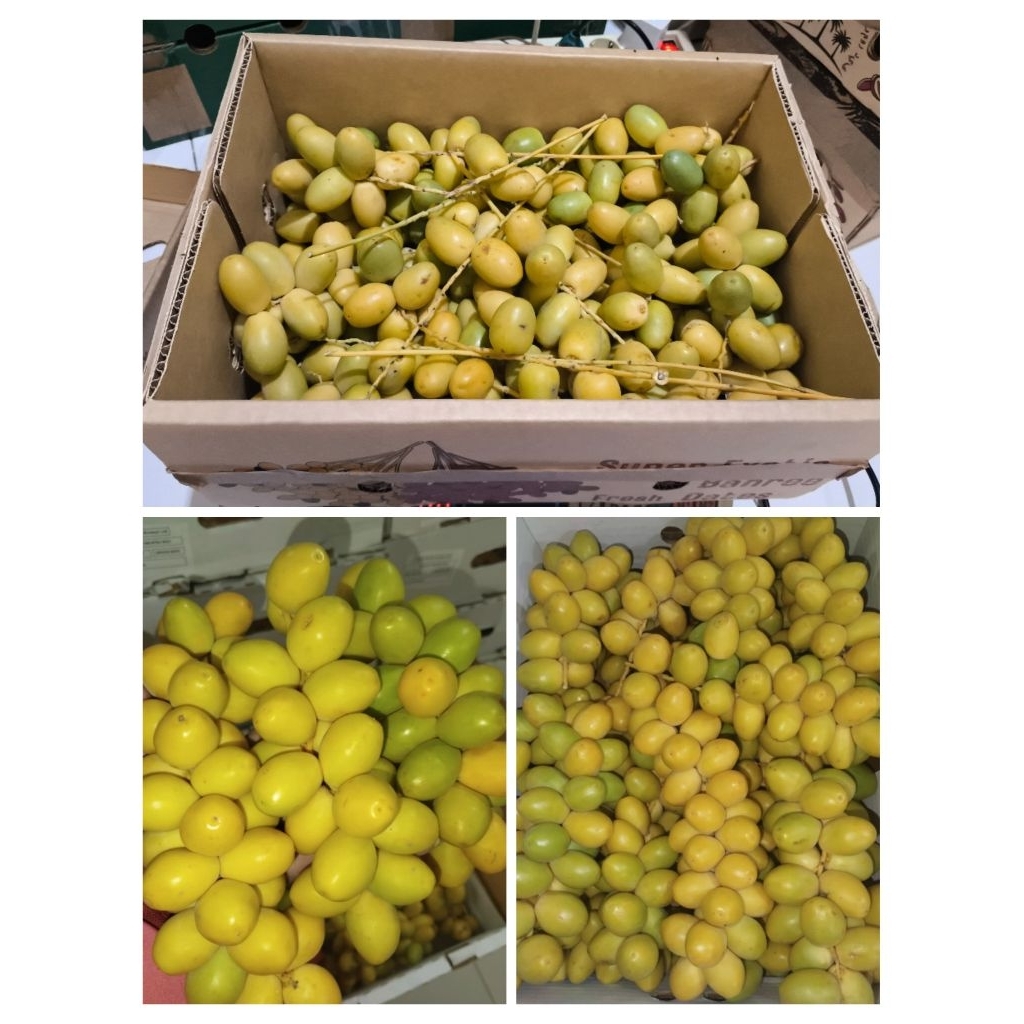 

KURMA MUDA 500gr || KUNING BARHI/ SIWI DAN MERAH ZAGHLUL/ ERBY || KURMUD BARHY ZAGLUL ERBI PROMIL