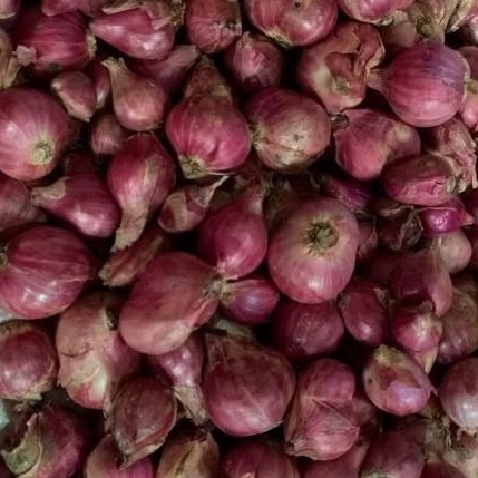 

Bawang Merah probolinggo