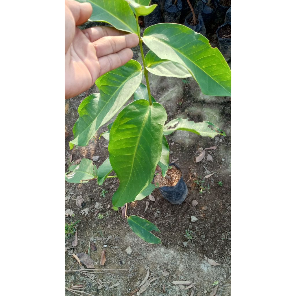 

jambu black kingkong