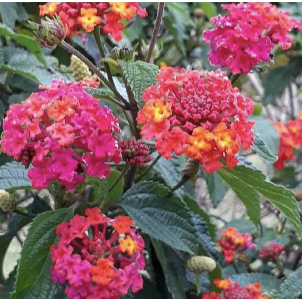 Pohon Lantana Bunga Merah Tanaman Hias Pohon Lamtana Bunga Putih