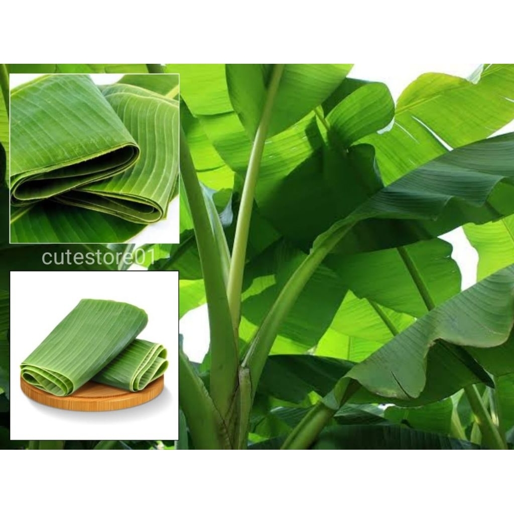 

Daun Pisang 10 Lembar Termurah