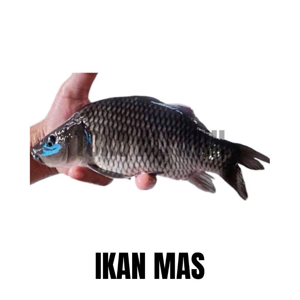 

IKAN MAS SEGAR