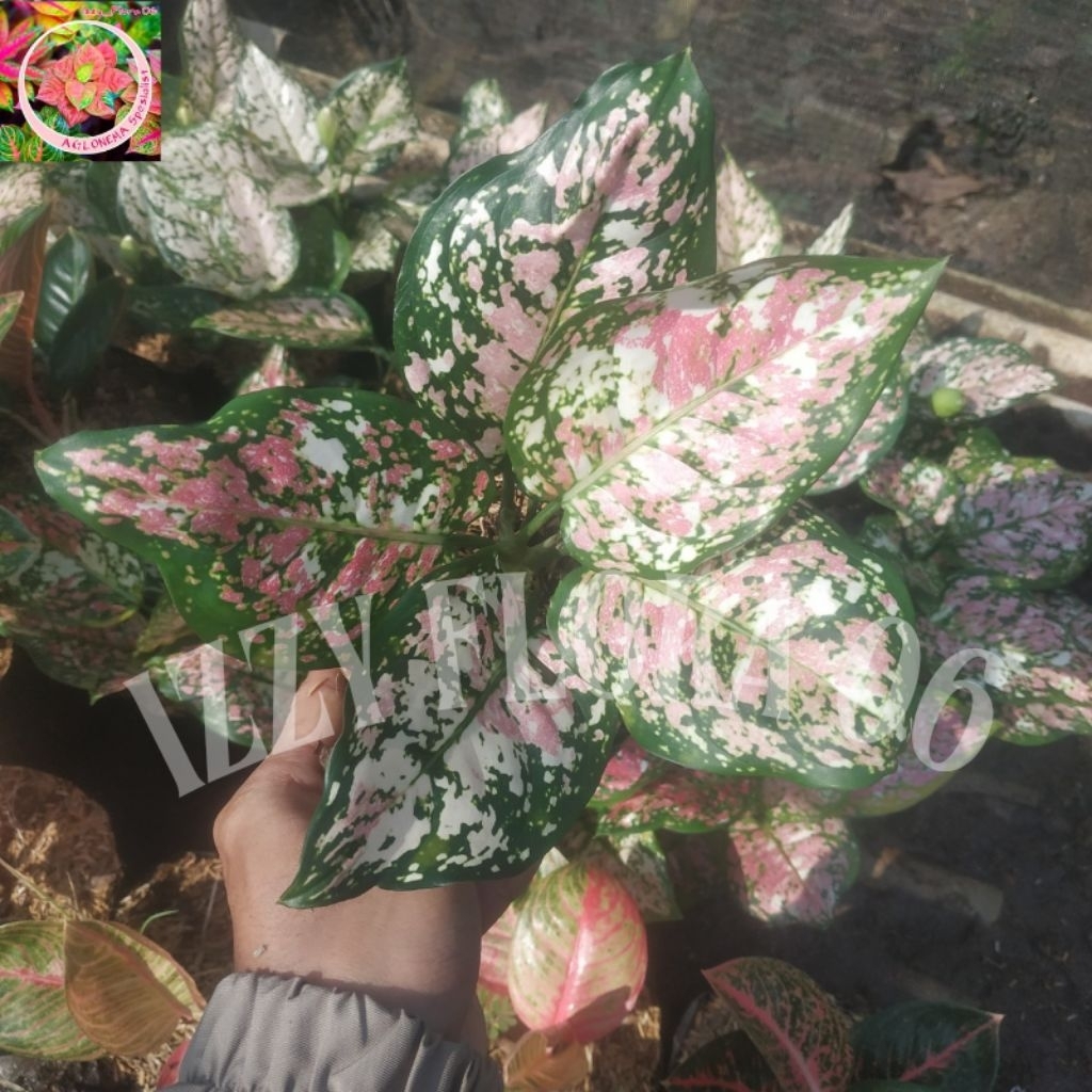 Tanaman Hias Hidup Aglonema Koleksi Tricolor Berkualitas Tanaman Hias  Aglonema Tricolor