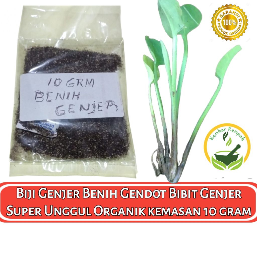Biji Benih Genjer Bibit Genjer Tanaman Genjer Super Unggul Organik Kemasan 10 Gram