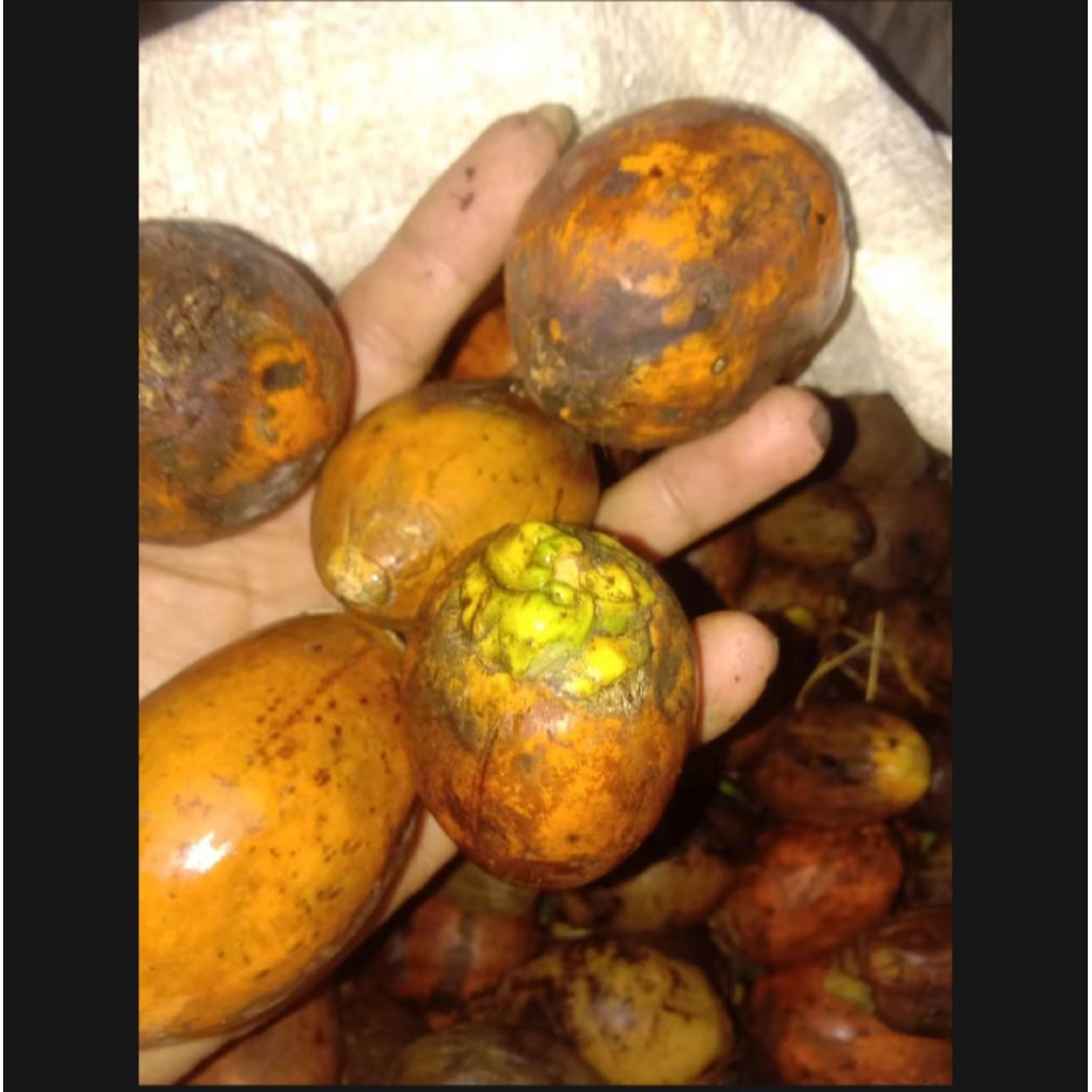 

Buah Pinang Tua asli 1 kg buah jambe tua murah