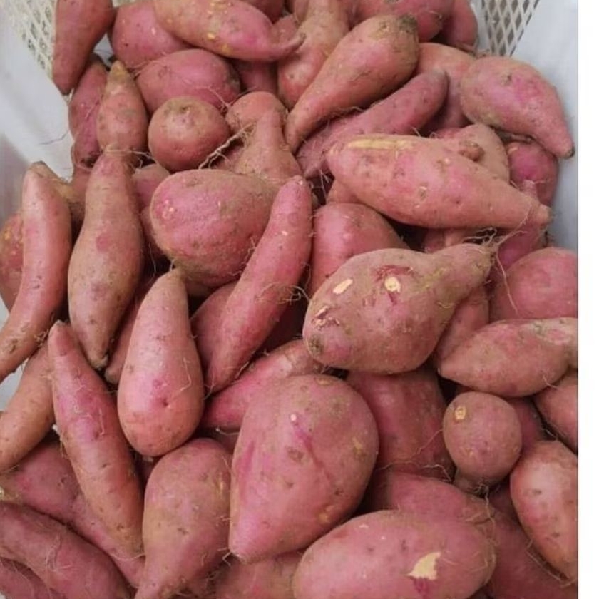 

ubi putih tela - surabaya