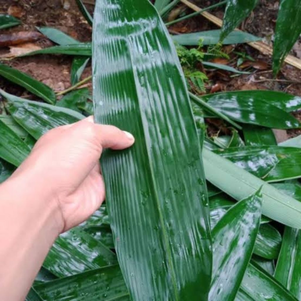 

Daun bambu pembukus bakcang segar 100 lembar