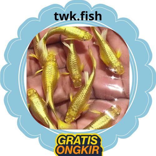 AKsesoris Guppy Gold Vietnam / Guppy BETINA