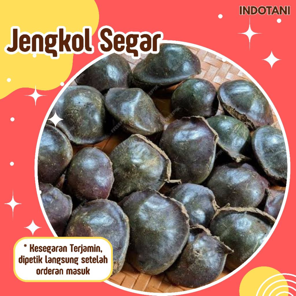 

INDOTANI_ Jengkol Segar / Jengkol Kualitas Super