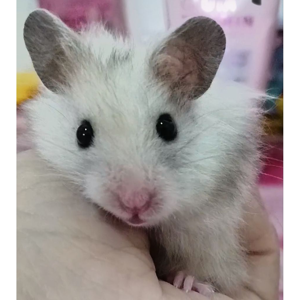 (sisa1) hamster syrian sirian long hair abu sehat lucu gemoy COD instan only Semarang