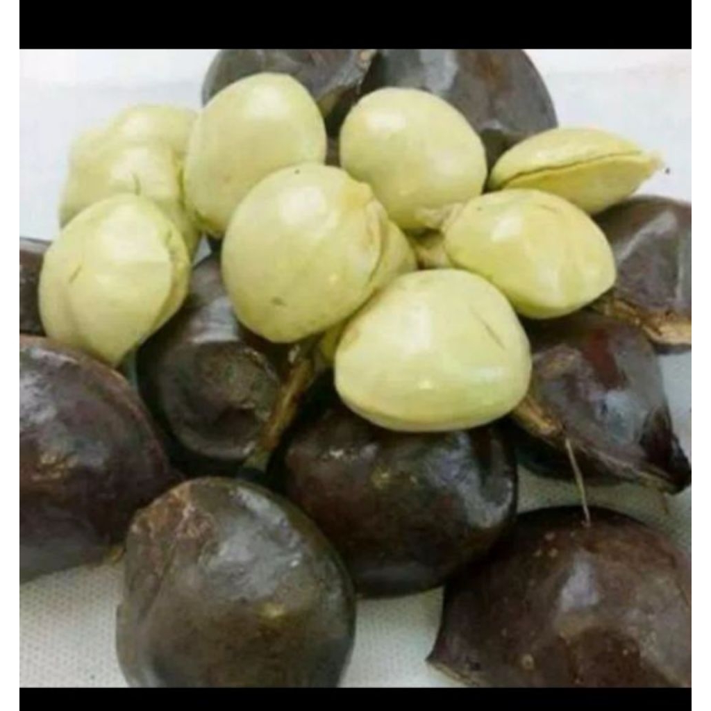 

jengkol muda per 1 kilo fres baru petik