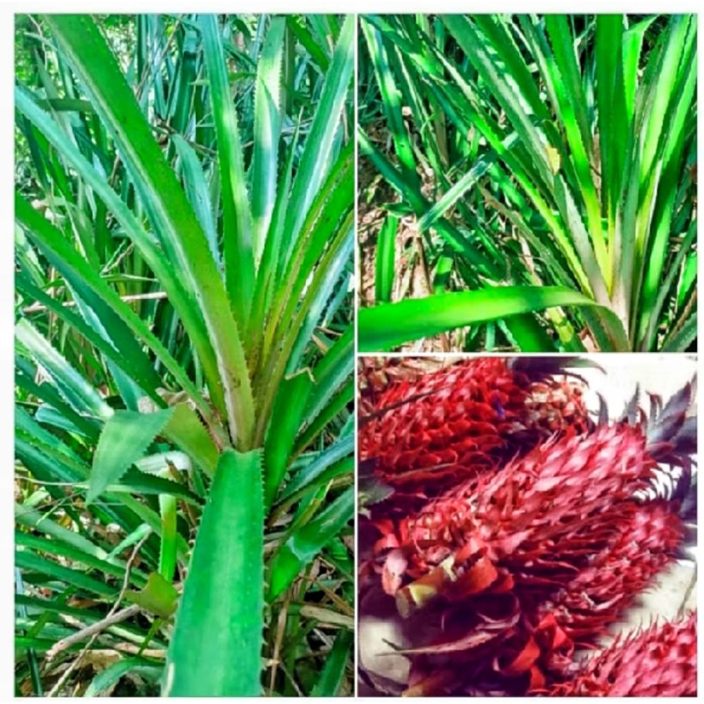 

Daun Nanas Merah Segar 1kg