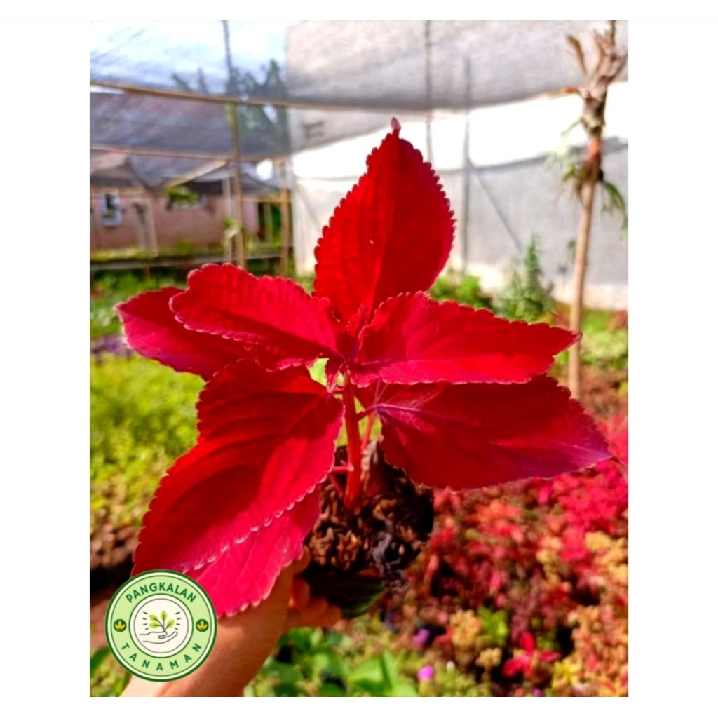 Tanaman Herbal Miana Merah - Tanaman Hias Miana Merah Berdaun Rimbun