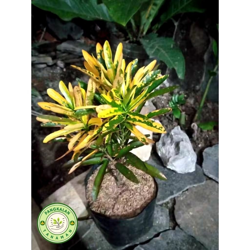 Tanaman Hias Puring Cabe Kuning - Tanaman Hias Puring Cabe Berdaun Rimbun