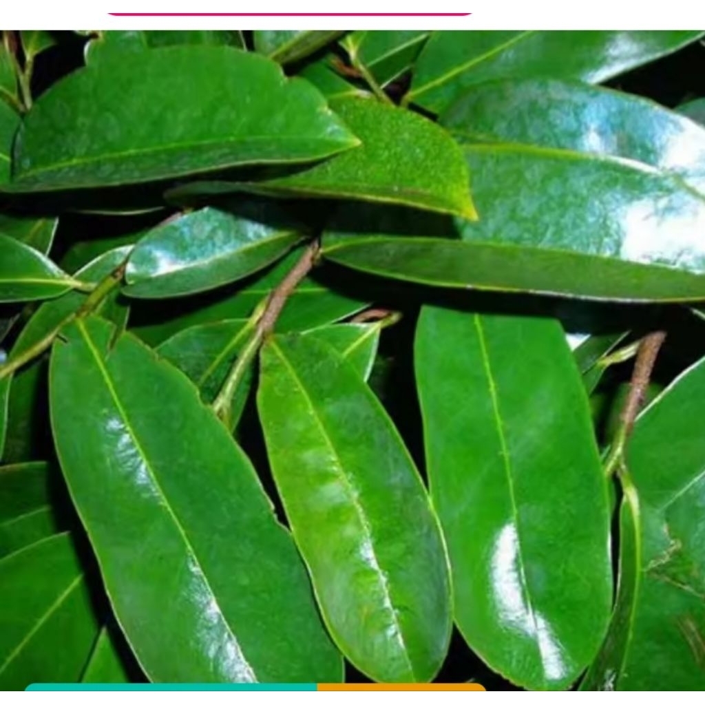 

DAUN SIRSAK SEGAR 50 LEMBAR OBAT HERBAL ALAMI