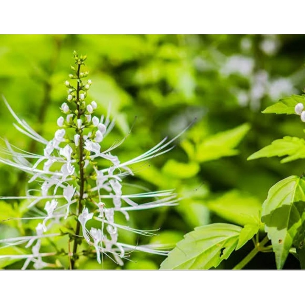 

Daun kumis kucing segar petik langsung 100 gram