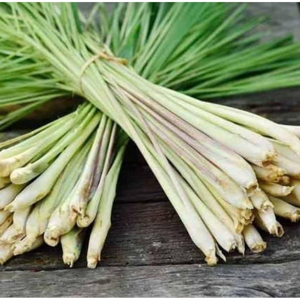 

SEREH GAJAH atau SEREH BESAR 1KG BERSIH DAN SEGAR