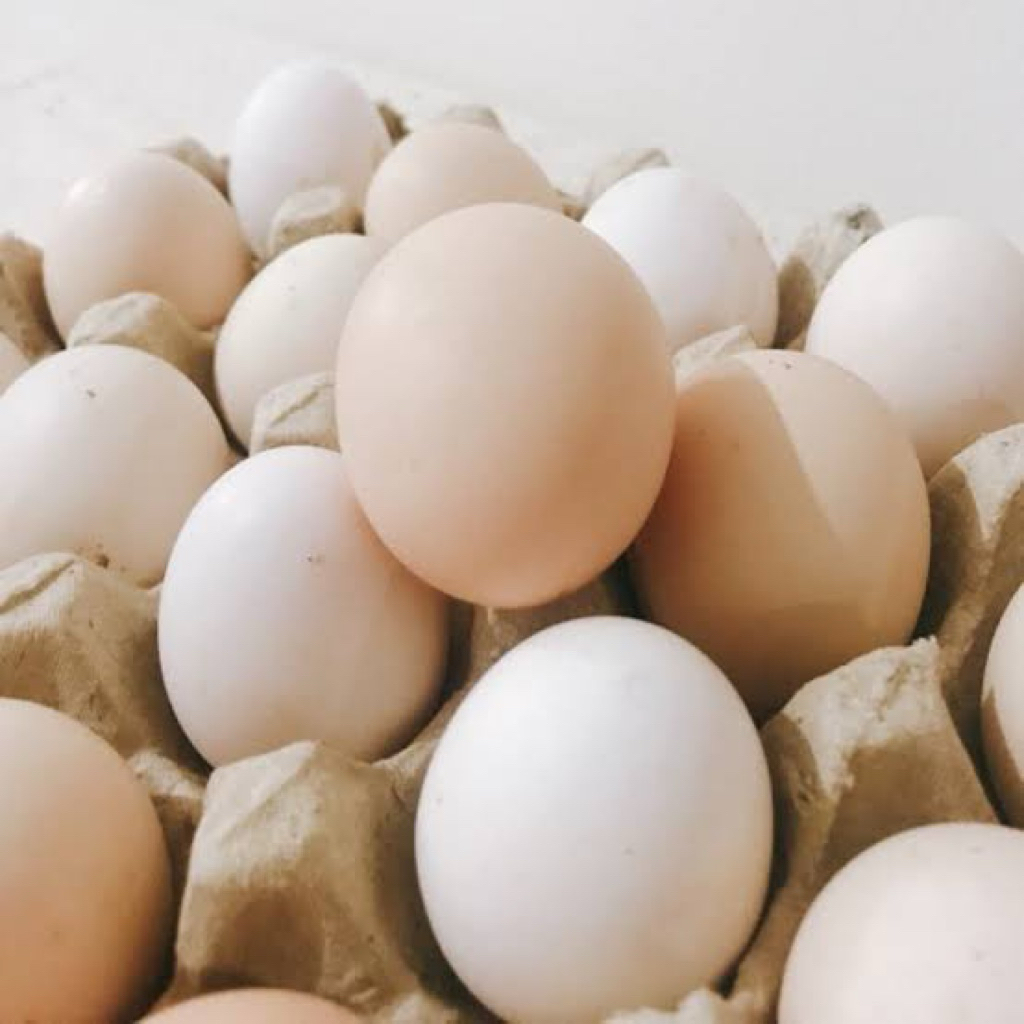 

Telur Ayam Kampung dan Elba