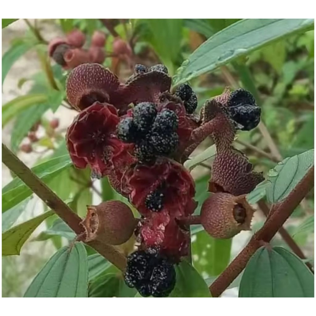 

Termurah Buah Harendong Senggani segar langsung d petik per 200 gram