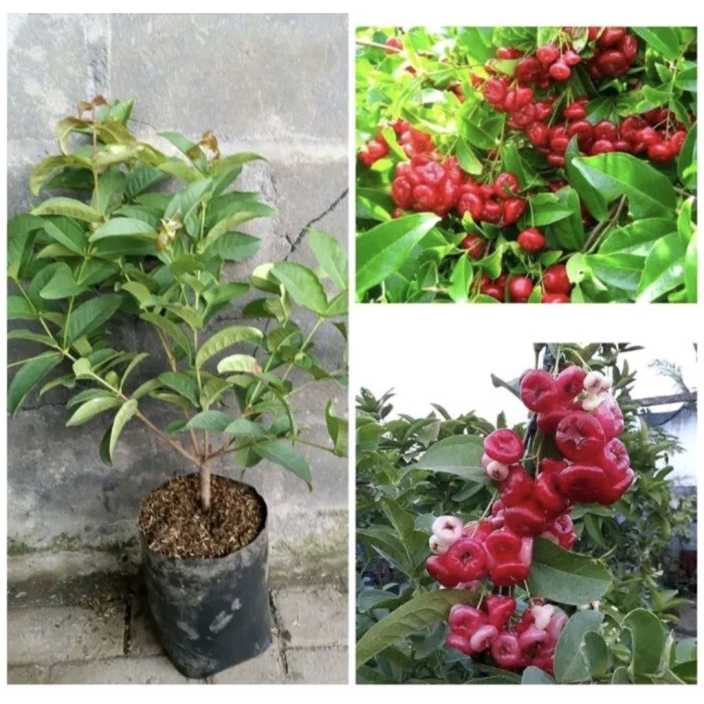 Pohon Jambu Kancing Merah Rimbun Siap Berbuah / Pohon Jambu Air