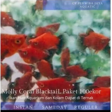 Paket Ikan Molly Coral Black Tail 100ekor Hiasan Aquarium Aquascape Dan Kolam