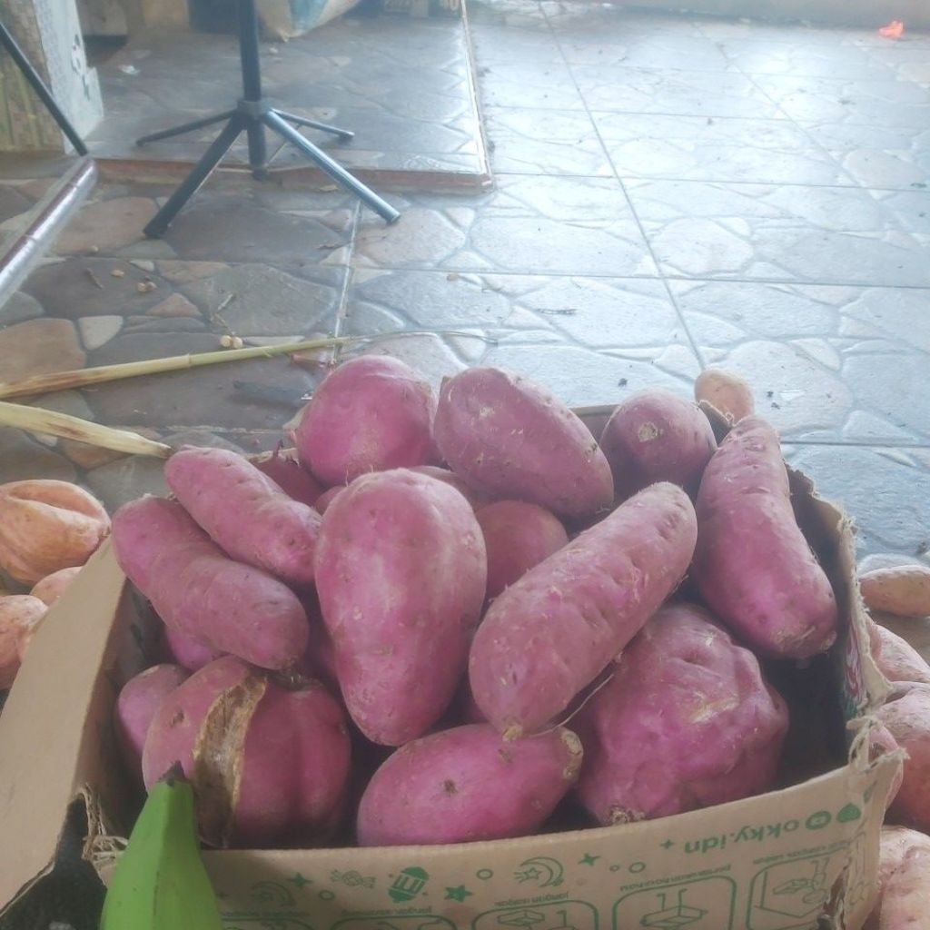 

umbi ungu untuk di rebus