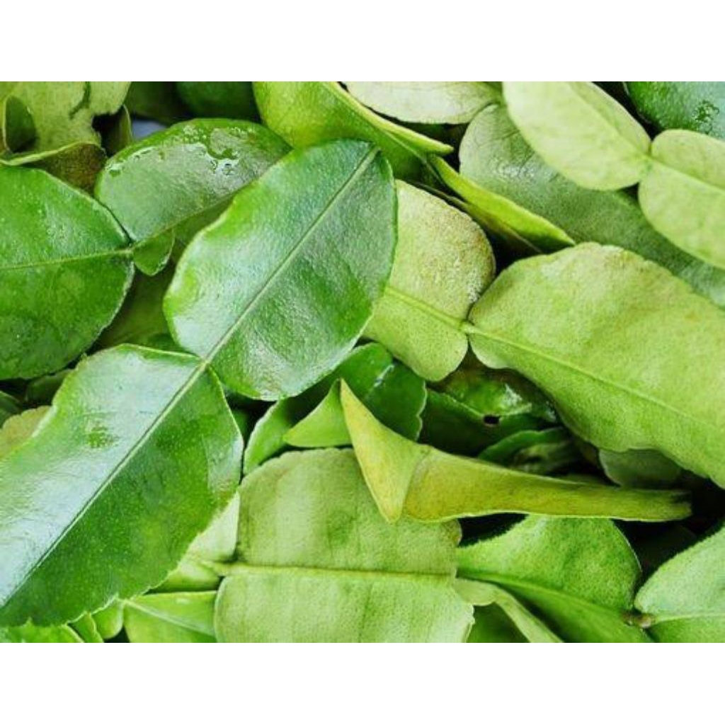 

Daun Jeruk Segar 50gr | Wangi Alami Kuat | Siap Masak | Rempah Dapur Harian