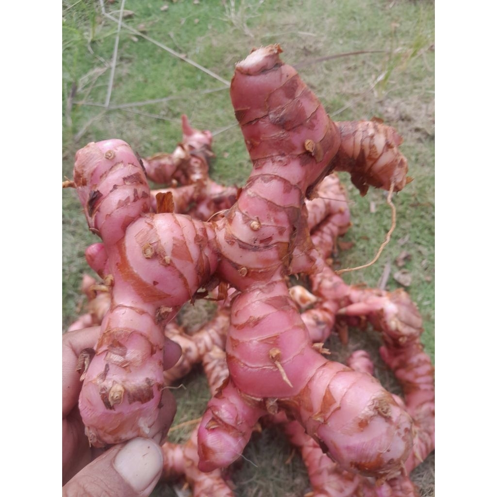 

lengkuas merah segar LAOS LAJA SEGAR di cuci 1kg