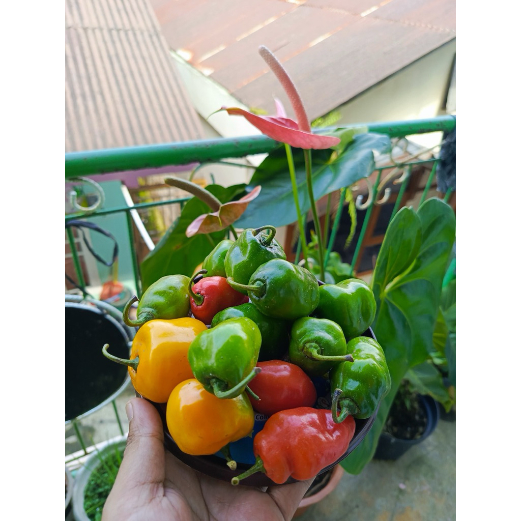 

[PROMO] Cabe gendot dieng / cabe viral 1 kg (Khusus pengiriman pulau Jawa)