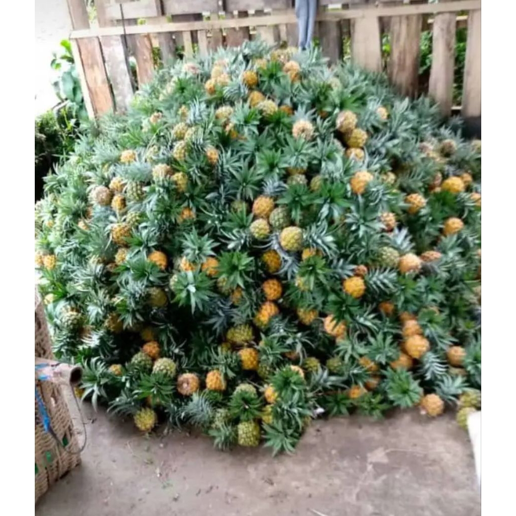 

paket nanas madu pemalang 10 pcs bonus 1pcs