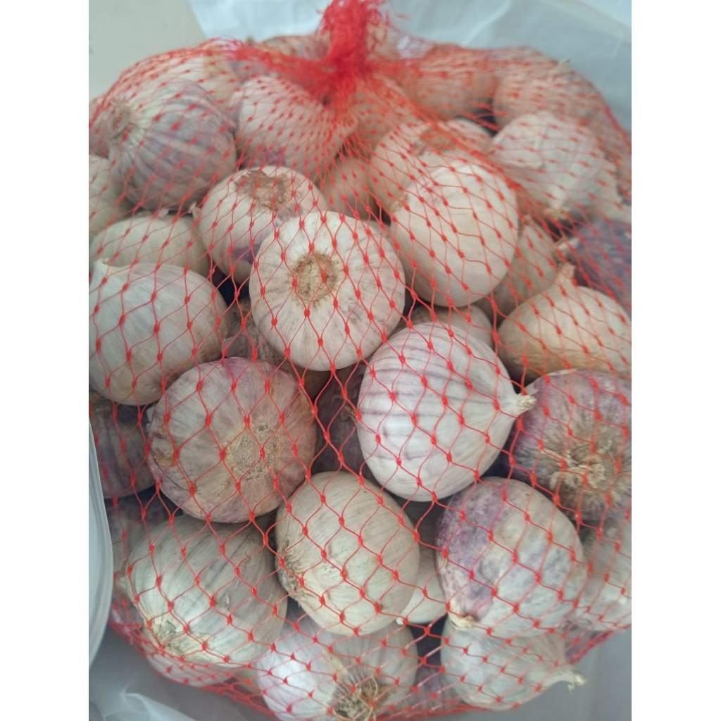 

bawang putih tunggal