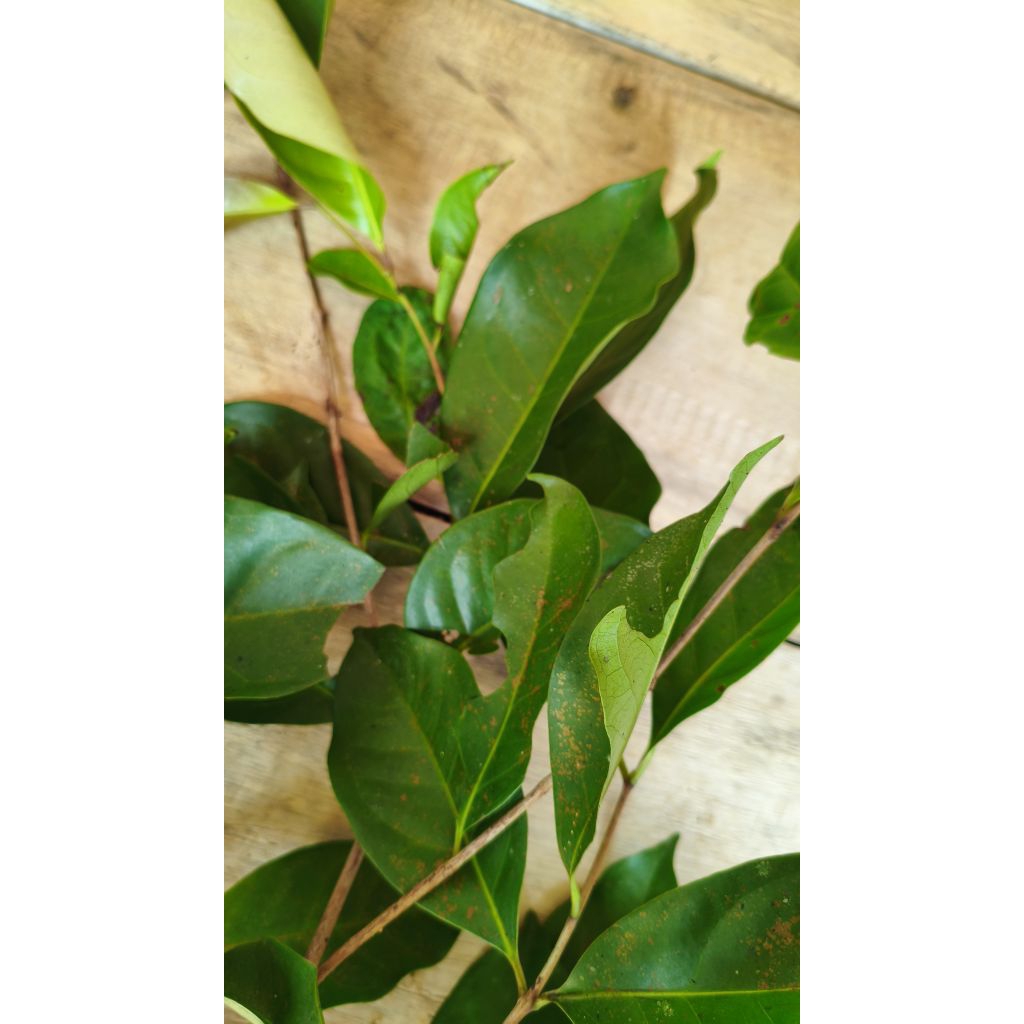 

Daun Salam Segar Pilihan - Bumbu Dapur Wajib!